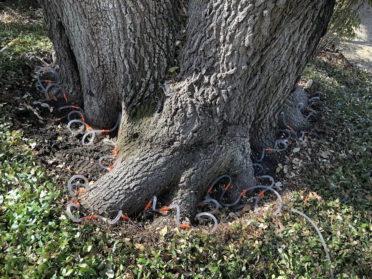 Detailed Tree Cabling and Bracing job site in Ferris